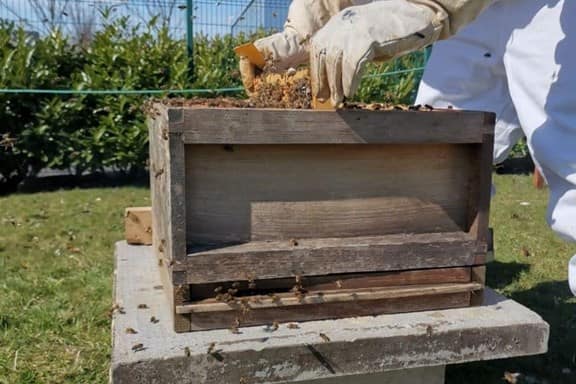 Honey bee keeper