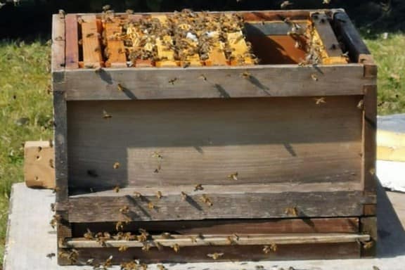 Honey bee hive