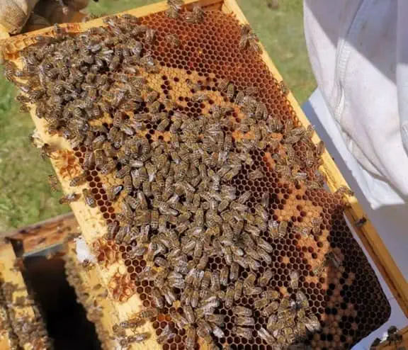 Honey bee hive