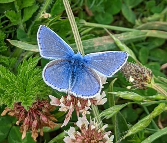 Butterfly