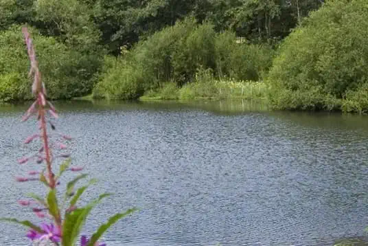 Flowers at Adel 2 Credit Kirsten Smith