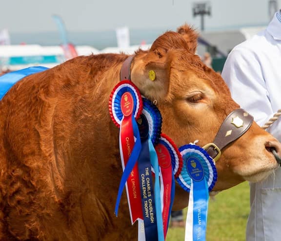 Cow at Royal Cornwall SHow