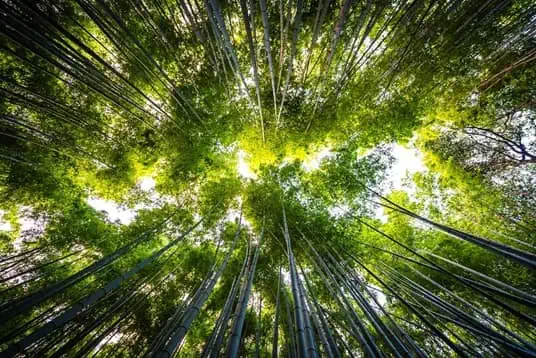Ground view of trees in forest