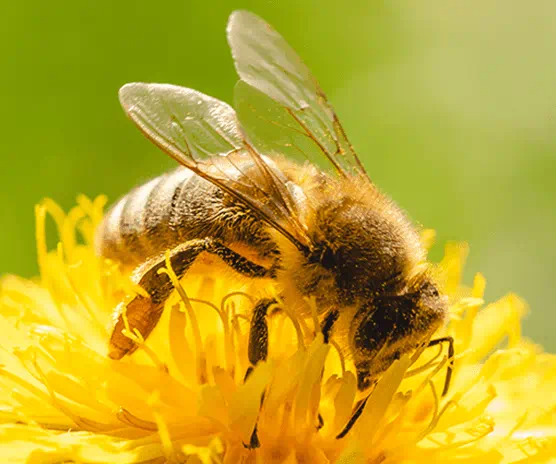 bee in sunflower